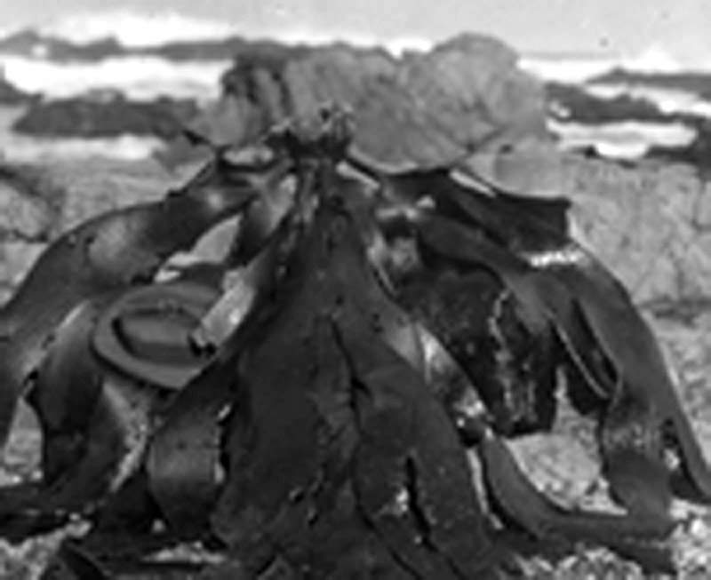 Bull Kelp on rock